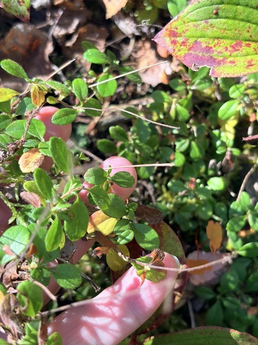 Twinflower