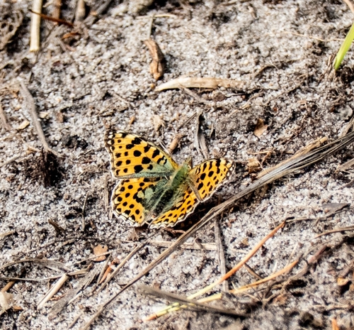Queen of Spain Fritillary