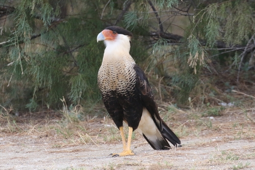 Crested Caracara