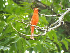 Piranga rubra