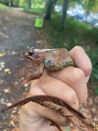 European Common Frog