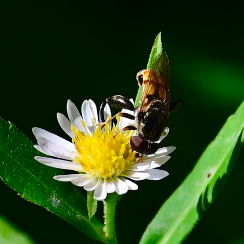 Common Thick-leg Fly