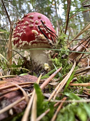 Fly Agaric