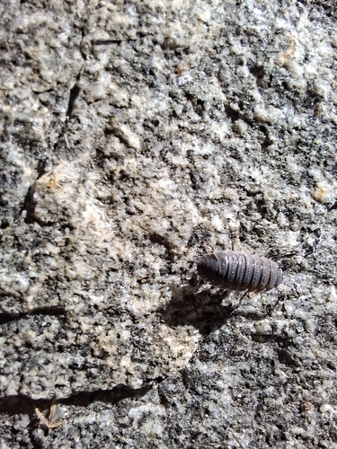 Common Rough Woodlouse