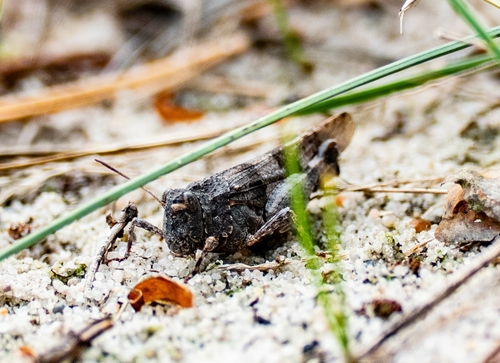 Blue-winged Grasshopper