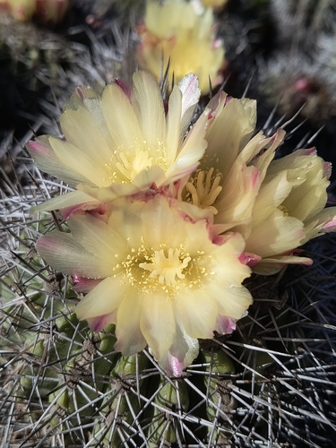 Copiapoa coquimbana