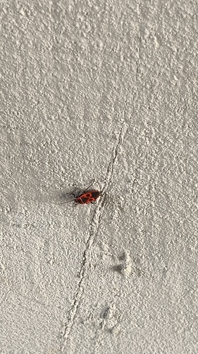 European Firebug