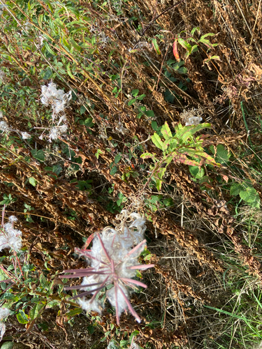 fireweed