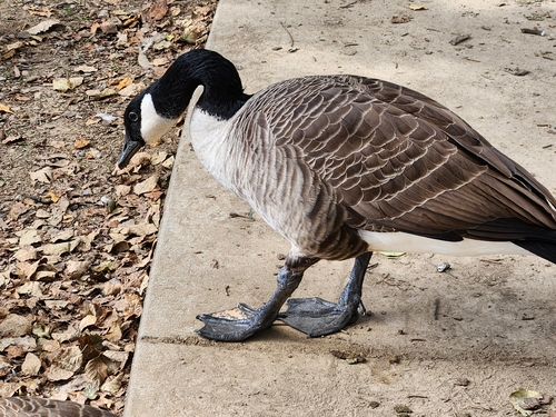 Canada Goose
