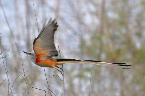 Scissor-tailed Flycatcher