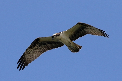 Osprey