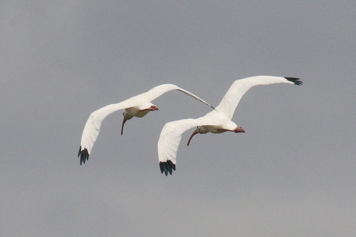 White Ibis