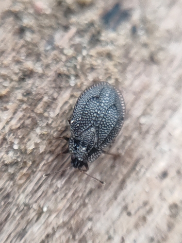 moss lacebug