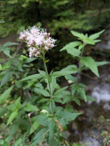 hemp agrimony