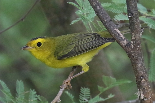Wilson's Warbler