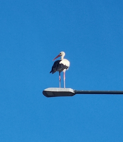 White Stork