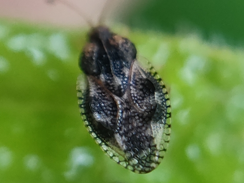 Dictyla humuli