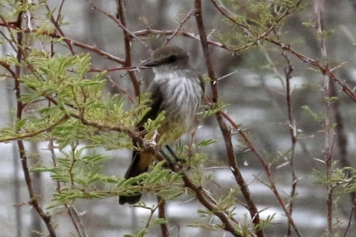 Vermilion Flycatcher