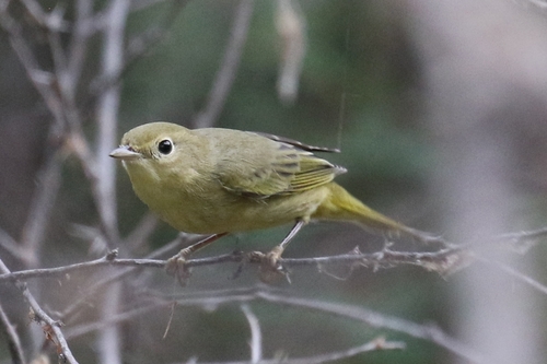 Northern Yellow Warbler