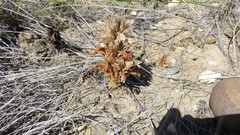 Aphyllon corymbosum mutabile