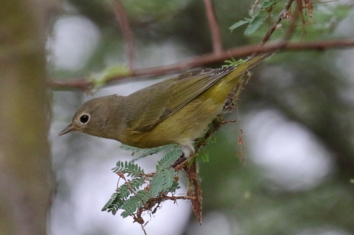 Nashville Warbler