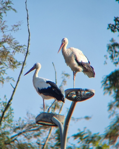 White Stork
