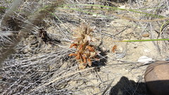 Aphyllon corymbosum mutabile