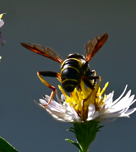 Four-lined Hornet Fly
