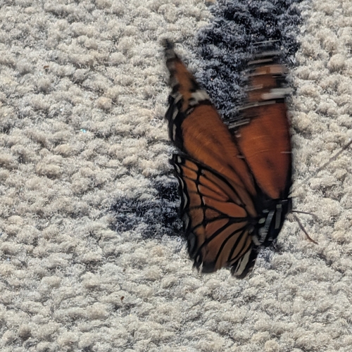 Viceroy
