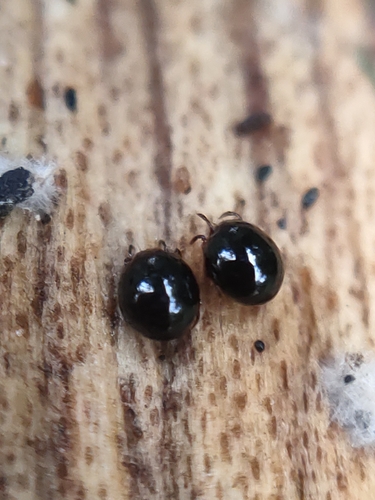 Euzetes globulus