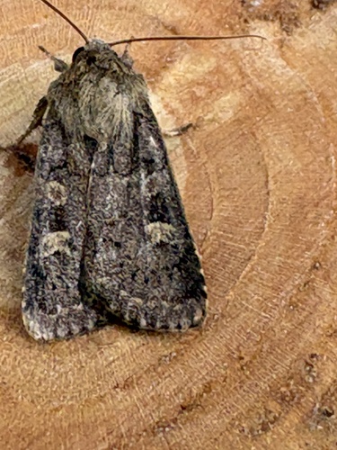 Square-spot Rustic