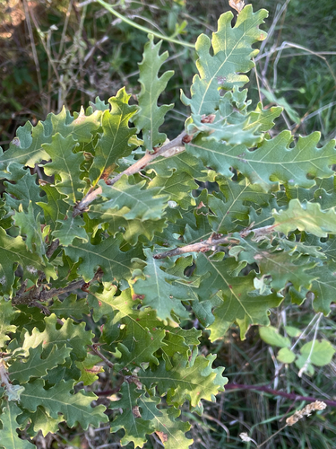 Quercus pubescens, photograph 2