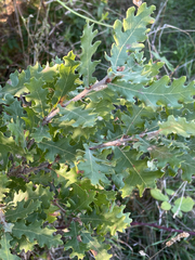 author not stated, no rights reserved Quercus pubescens, photograph author not stated, no rights reserved