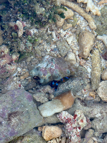 Calcinus elegans observed 2026-09-25