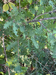 author not stated, no rights reserved Quercus pubescens, photograph author not stated, no rights reserved