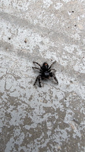 Bold Jumping Spider