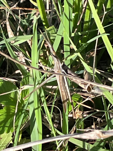 Mediterranean Slant-faced Grasshopper