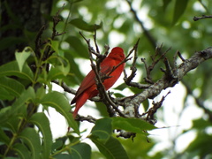 Piranga rubra