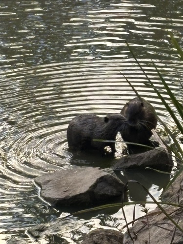 Coypu