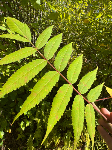 staghorn sumac