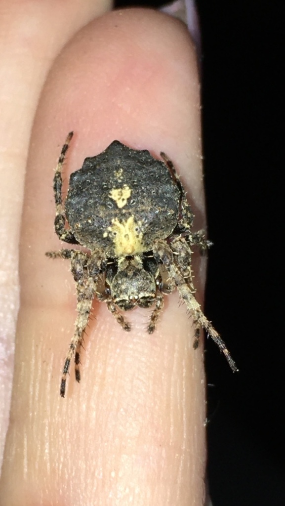 Cherokee Orbweaver