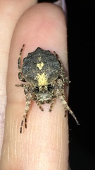 Acanthepeira cherokee