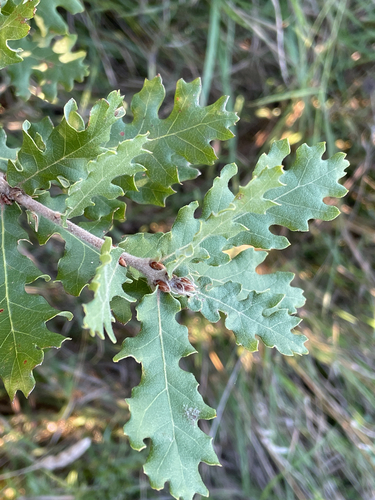 Quercus pubescens