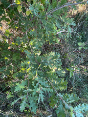 author not stated, no rights reserved Quercus pubescens, photograph author not stated, no rights reserved