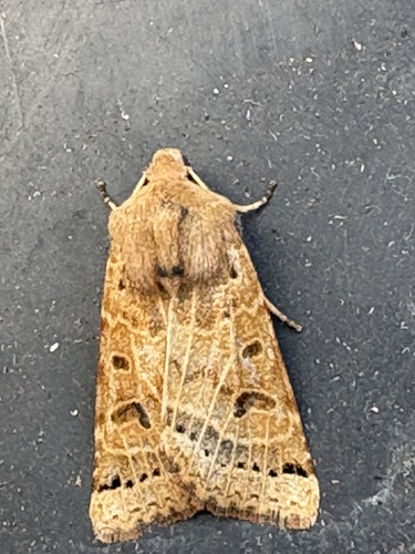 Lunar Underwing