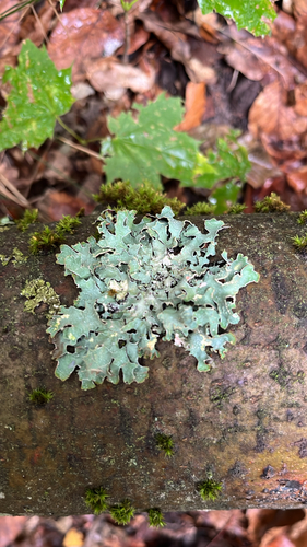 Netted shield lichen