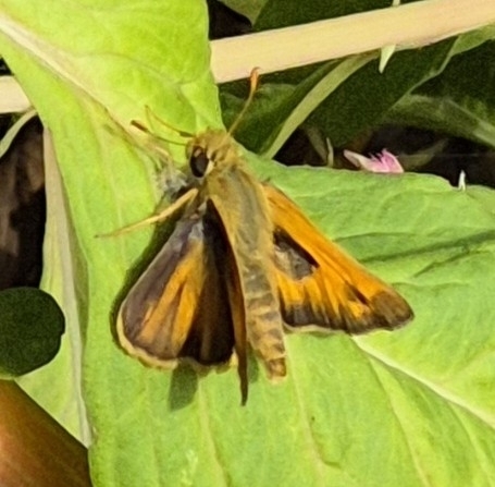 Huron Skipper