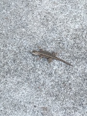 Sceloporus occidentalis