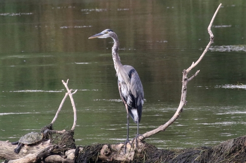 Great Blue Heron