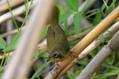 Common Yellowthroat